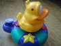 Badeend _6